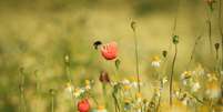 As outras flores que a abelha visitou recentemente influenciarão o modo como ela julgará essa flor. Scott-Cartwright-Photography/Moment via Getty Images  Foto: The Conversation