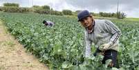 Agricultura portuguesa depende atualmente de imigrantes asiáticos  Foto: DW / Deutsche Welle