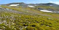 Ilha de Ardley, na Antártica, tem território tomado por vegetação  Foto: Dan Charman/University of Exeter