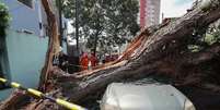 Tempestade derruba árvore sobre carros na Rua Catão no bairro da Lapa, zona oeste de São Paulo.  Foto: Werther Santana/Estadão / Estadão