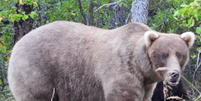 Grazer, a ursa vencedora do Fat Bear Week 2024  Foto: Reprodução/Instagram @nationalparkservice