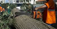 Tratar as árvores como vilãs vai piorar os problemas da cidade, diz Ricardo Cardim  Foto: Getty Images / BBC News Brasil