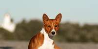 Os cachorros da raça basenji conquistam admiradores por seu comportamento peculiar e aparência elegante  Foto: Olha Didenko | Shutterstock / Portal EdiCase