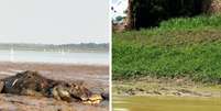 Pescador do Amazonas filmou jacarés em lago ao passar de barco  Foto: Reprodução/TikTok