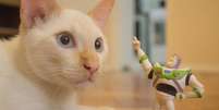 Personagens marcantes da Pixar são inspirações criativas para nomes de gatos Foto: Luan Rezende | Shutterstock / Portal EdiCase