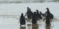 Pinguins foram soltos em mar em Florianópolis (SC)  Foto: Divulgação/R3 Animal