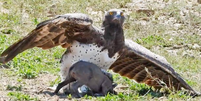 Família de javalis é surpreendida pela maior e mais poderosa águia da África Foto: Latest Sightings/Youtube