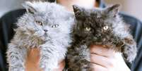 Gatos com pelagem cacheada se destacam dos demais Foto: Jilin Su | Shutterstock / Portal EdiCase