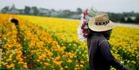 Imigrantes compõem 70% dos trabalhadores agrícolas dos EUA, segundo uma pesquisa do Departamento de Trabalho dos EUA  Foto: Getty Images / BBC News Brasil