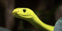 Mamba-verde-oriental, como a que picou o youtuber (Dendroaspis angusticeps)   Foto:  Karlos Lomsky /Adobe Stock