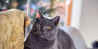 O chartreux é conhecido por sua personalidade afetuosa e calma Foto: Katniss studio | Shutterstock / Portal EdiCase