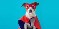 Nomes de cachorros inspirados em personagens da Marvel e DC expressam uma homenagem aos heróis e vilões icônicos das franquias Foto: Demkat | Shutterstock / Portal EdiCase