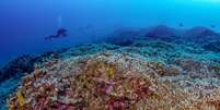 Exploradores encontram o maior coral do mundo  Foto: National Geographic/Manu San Félix/Steve Spence