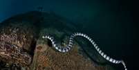 Imagem mostra serpente marinha em seu habitat.   Foto: Andrew Marriott / Getty Images