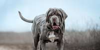 Os cachorros da raça mastiff têm um porte robusto, mas são conhecidos por sua personalidade dócil  Foto: Photobox.ks | Shutterstock / Portal EdiCase