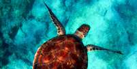 Tartarugas, em geral, são muito longevas  Foto: Pixabay