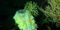 Na imagem, a esponja de mar profundo Aphrocallistes beatrix  Foto: Fugro / BBC News Brasil