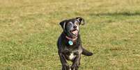 Cachorros idosos precisam de brincadeiras para se manterem ativos e saudáveis  Foto: Nick Chase 68 | Shutterstock / Portal EdiCase