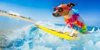 Descubra mitos e verdades sobre pets no verão Foto: Shutterstock / Alto Astral