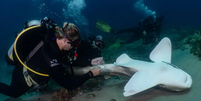 Cientistas coletam amostras da cloaca de um tubarão-leopardo selvagem na Ilha North Stradbroke, em Brisbane, Austrália, para examinar sua dieta recente  Foto: MVErdman 