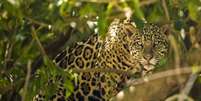 Onça-pintada é um dos símbolos da fauna brasileira  Foto: Getty Images/McDonald Wildlife Photography Inc