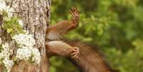 Foto premiada na categoria geral  Foto: Milko Marchetti/Comedy Wildlife Photography Awards