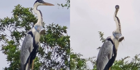 Garça estava com copo plástico preso no pescoço  Foto: Reprodução/Instagram/@jefveterinario