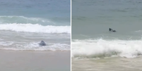 Lobo-marinho Joca volta para o mar após passar dois dias em praia do RJ  Foto: Reprodução/Instagram