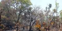 Parque Nacional de Brasília foi um dos atingidos por incêndios no ano passado  Foto: Antonio Cruz/Agência Brasil / Estadão