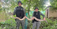 Jiboia de 2,5 metros é resgatada próxima a capela em Juazeiro do Norte (CE)  Foto: Divulgação/Polícia Militar Ambiental