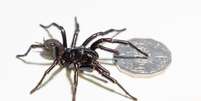 Maior macho já registrado de aranha-teia-de-funil chega a 9,2 cm Foto: Australian Reptile Park/Divulgação / Estadão