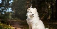 raças de cachorro chow chow sentado no parque Foto: Patas Da Casa