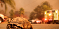 Tartaruga terrestre em rua na Califórnia, enquanto ventos fortes alimentam incêndios florestais devastadores na área de Los Angeles e forçam as pessoas a evacuar  Foto: Reuters / BBC News Brasil