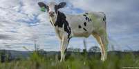 A chegada de Hilda foi anunciada como um marco para a redução da pegada de carbono da indústria  Foto: DW / Deutsche Welle