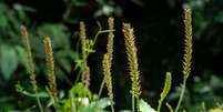 A planta tanchagem é conhecida por seus efeitos medicinais Foto: Patricia Hikari | Shutterstock / Portal EdiCase