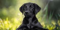 Uma imagem de arquivo de um lindo filhote de labrador preto  Foto: Getty Images / BBC News Brasil