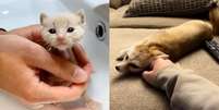 Jovem resgata filhote de raposa achando que era gato  Foto: Reprodu&ccedil;&atilde;o / Bons Fluidos
