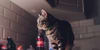 Hiperatividade dos gatos durante a noite pode ser sinal de tédio e ansiedade  Foto: Vershinin89 | Shutterstock / Portal EdiCase