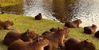 Capivara às margens do lago em Palhoça, município de Santa Catarina.  Foto: Reprodução/Instagram @soupedrabranca / Estadão