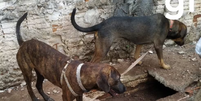 Com dono preso por furtar fraldas, cachorros esperam por ele na rua há 15 dias em Cuiabá  Foto: Arquivo Pessoal / Contigo