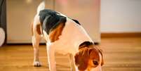 A alimentação natural é benéfica para a saúde dos animais  Foto: Przemek Iciak | Shutterstock / Portal EdiCase