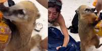 SC: quati disputa pacote de sanduíches com turista em ilha de Florianópolis  Foto: Reprodução/Instagram