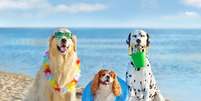 Cuidados com os pets na praia e na piscina garantem a saúde e bem-estar deles  Foto: Kasefoto | Shutterstock / Portal EdiCase
