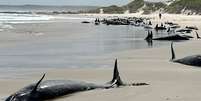 As falsas-orcas encalharam em uma praia remota no noroeste da Tasmânia  Foto: Tasmania Department of Environment / BBC News Brasil