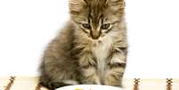 Meu gato n&atilde;o quer comer: e agora?  Foto: depositphotos.com / Bedolaga / Bons Fluidos