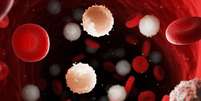 A leucemia é um câncer comum  Foto: 3dMediSphere | Shutterstock / Portal EdiCase