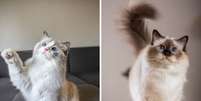 O ragdoll e o birmanês diferem em diversos aspectos (Imagens: OPM.D e Borkin Vadim | Shutterstock) Foto: Portal EdiCase