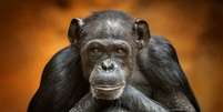 Os chimpanzés estão entre nossos parentes animais mais próximos, mas a comparação com cérebro humanos mostram que temos uma organização e interconexão diferente entre suas partes, o que nos torna mais sociais e dotados de linguagem falada KensCanning/Shutterstock  Foto: The Conversation