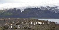 Ilhas Heard e McDonald não possuem habitantes; territórios são povoados por animais como os pinguins  Foto: Reprodução/antarctica.gov.au | Foto: Stephen Brown/AAD