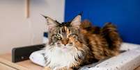 maior gato do mundo maine coon deitado  Foto: Patas Da Casa